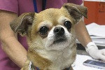 Small Dog